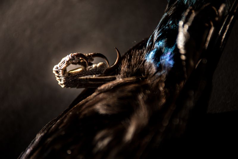 © Melissa Banks - Image from the Kia Atawhai. Be Kind. photography project