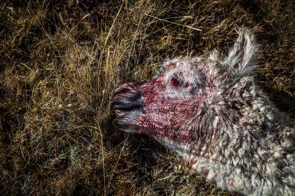 © David Martín Huamaní Bedoya - Image from the Death in the heights photography project