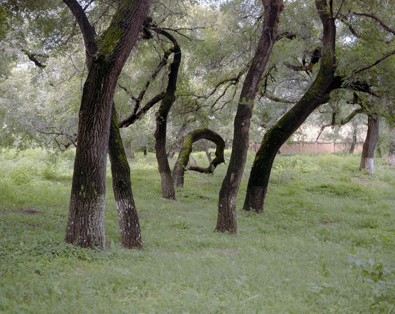© Jialong Yang - Untitled (twisted trees)