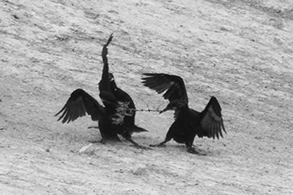 © Melissa Catanese - Cormorants (on land)