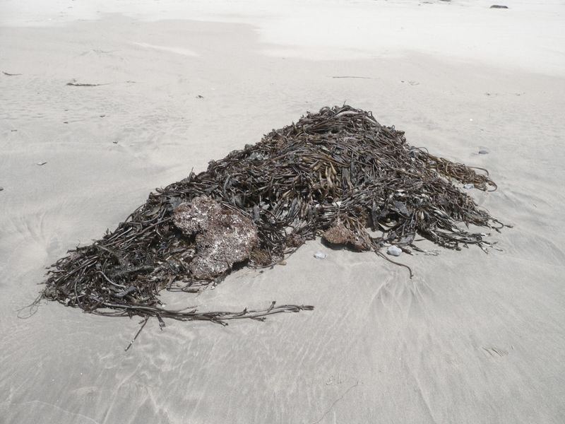 © Melissa Catanese - Bull kelp