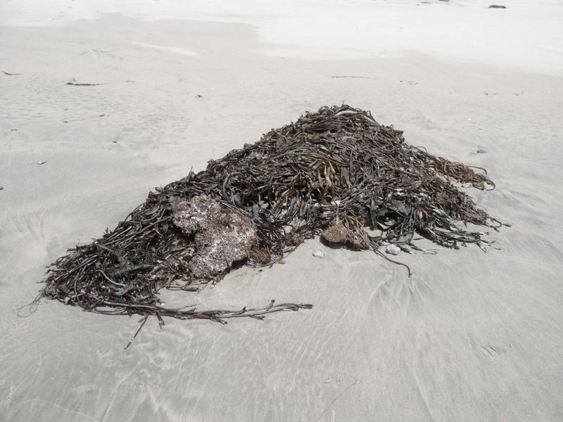 © Melissa Catanese - Bull kelp