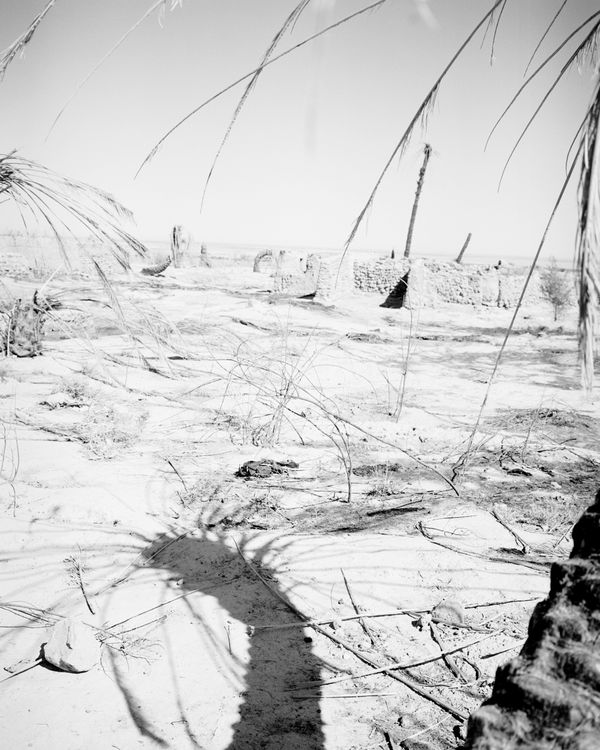 © Sybren Vanoverberghe - Image from the Birds No Longer Sing photography project