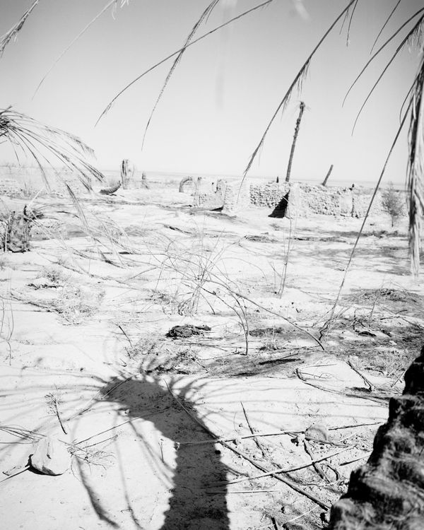 © Sybren Vanoverberghe - Image from the Birds No Longer Sing photography project