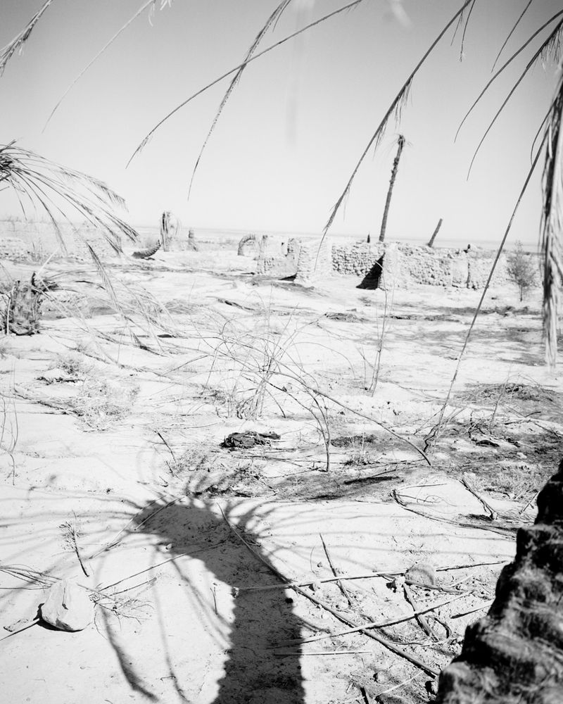 © Sybren Vanoverberghe - Image from the Birds No Longer Sing photography project