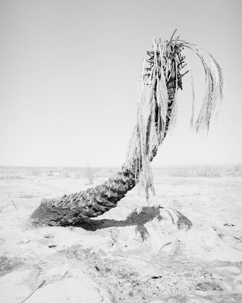 © Sybren Vanoverberghe - Image from the Birds No Longer Sing photography project