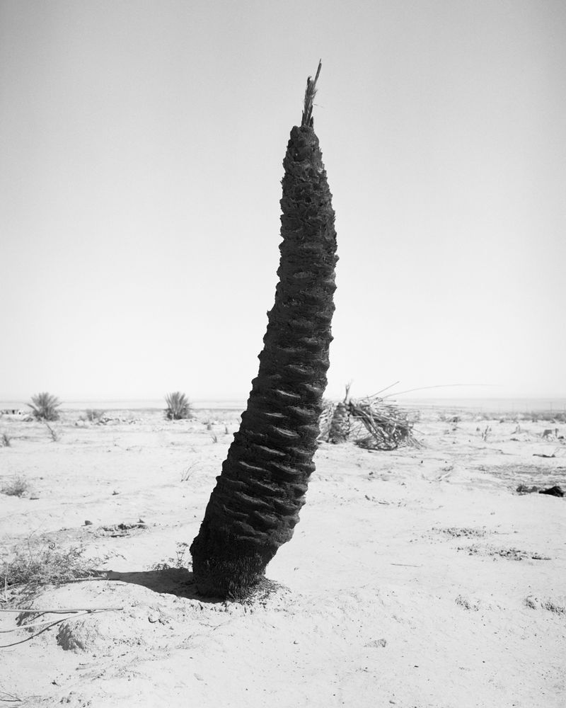 © Sybren Vanoverberghe - Image from the Birds No Longer Sing photography project