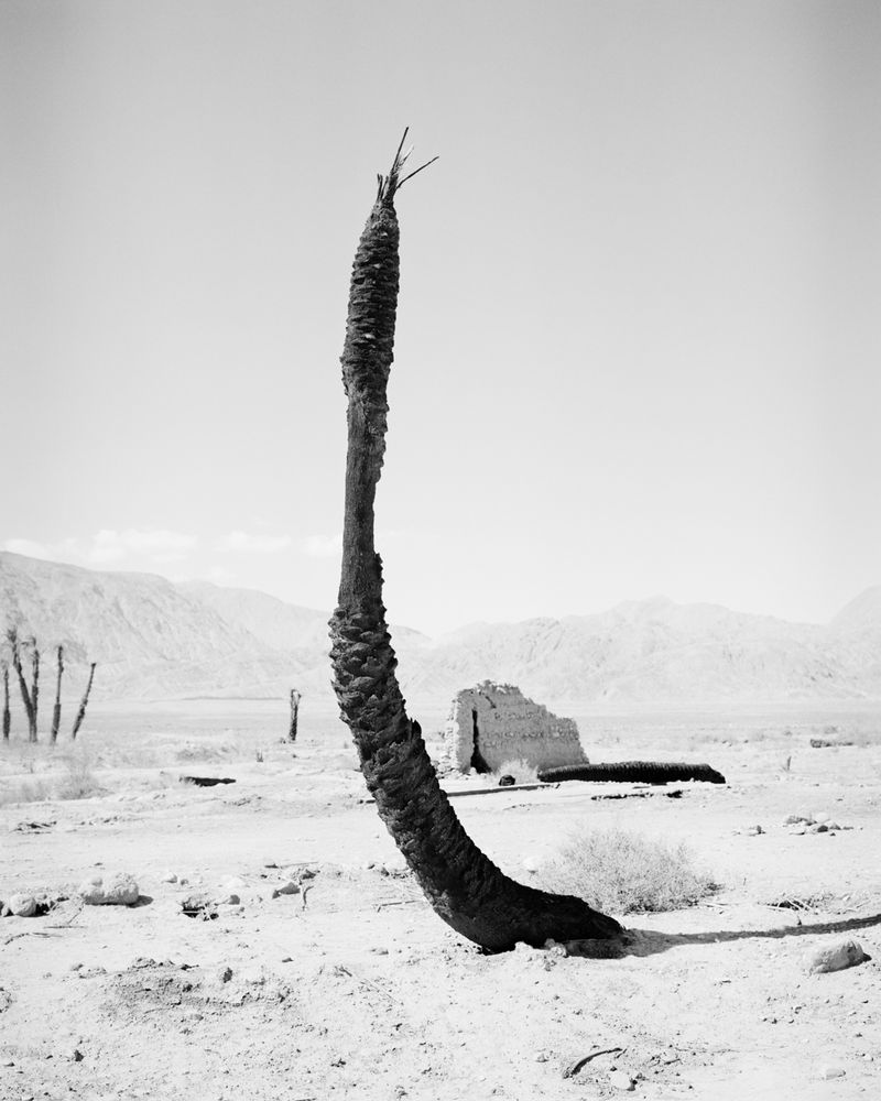 © Sybren Vanoverberghe - Image from the Birds No Longer Sing photography project