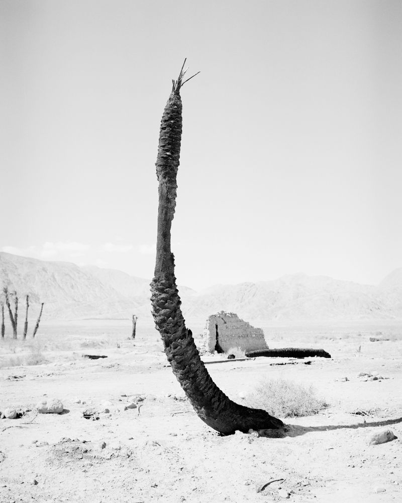 © Sybren Vanoverberghe - Image from the Birds No Longer Sing photography project