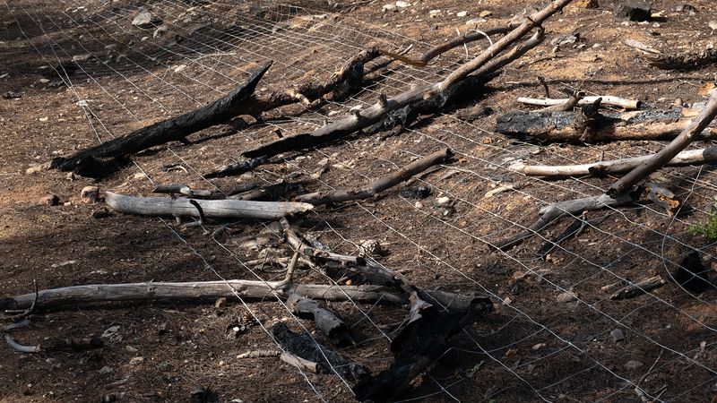 © Zaklina Anderson - Image from the Charred Beauty photography project