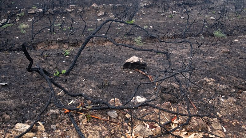 © Zaklina Anderson - Image from the Charred Beauty photography project