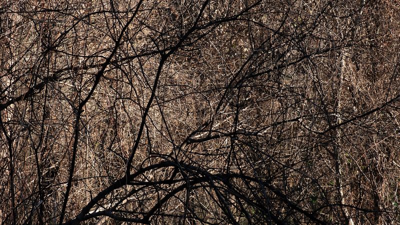 © Zaklina Anderson - Image from the Charred Beauty photography project