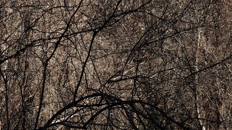 © Zaklina Anderson - Image from the Charred Beauty photography project