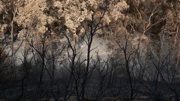 © Zaklina Anderson - Image from the Charred Beauty photography project