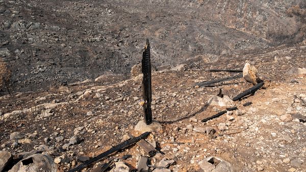 © Zaklina Anderson - Image from the Charred Beauty photography project