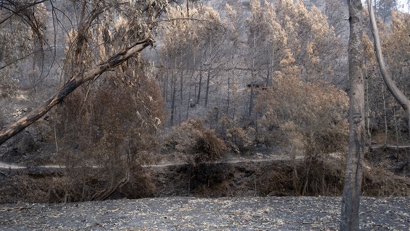 © Zaklina Anderson - Image from the Charred Beauty photography project