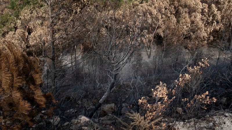 © Zaklina Anderson - Image from the Charred Beauty photography project