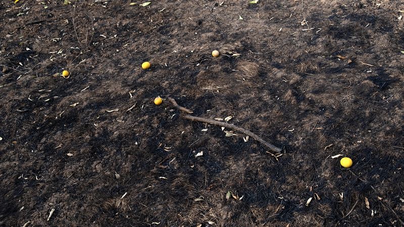 © Zaklina Anderson - Image from the Charred Beauty photography project