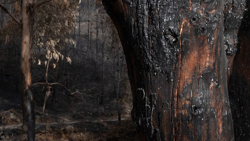 © Zaklina Anderson - Image from the Charred Beauty photography project