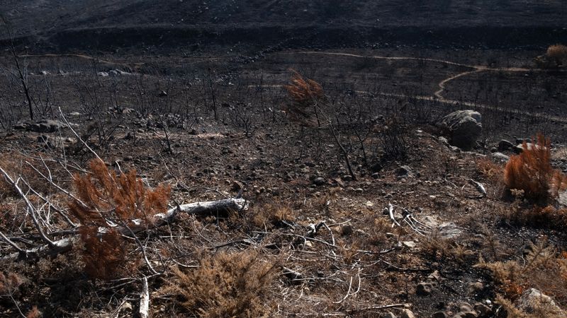 © Zaklina Anderson - Image from the Charred Beauty photography project