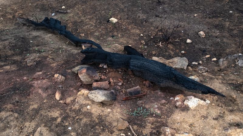 © Zaklina Anderson - Image from the Charred Beauty photography project