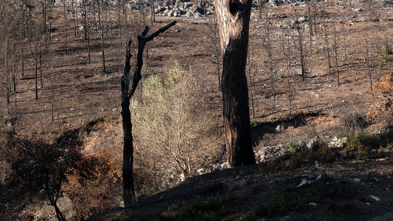 © Zaklina Anderson - Image from the Charred Beauty photography project