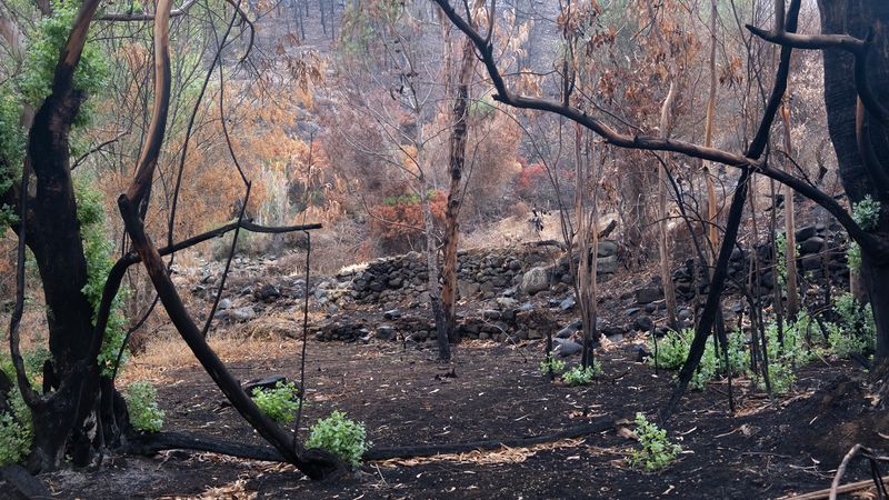 © Zaklina Anderson - Image from the Charred Beauty photography project