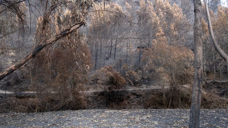 © Zaklina Anderson - Image from the Charred Beauty photography project