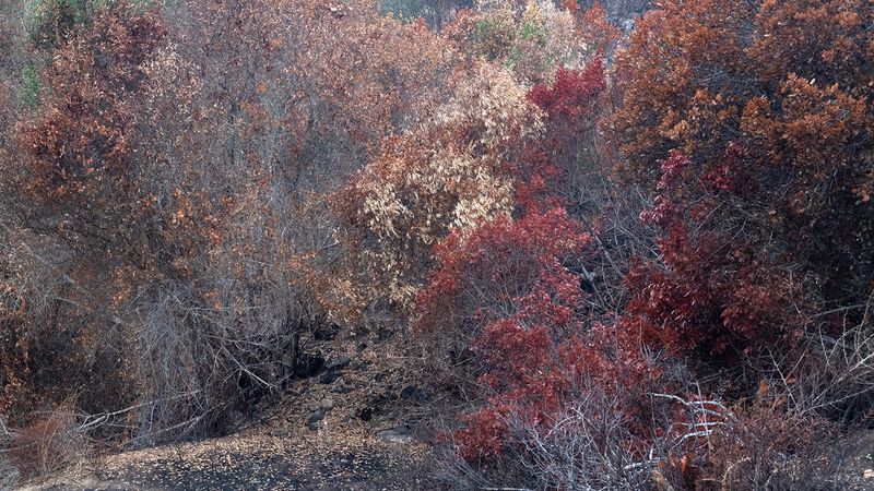 © Zaklina Anderson - Image from the Charred Beauty photography project