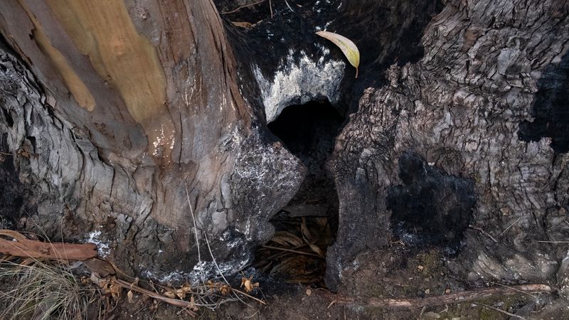 © Zaklina Anderson - Image from the Charred Beauty photography project