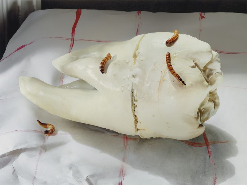 © Sara Faustino - Image from the A Home With No Roof photography project