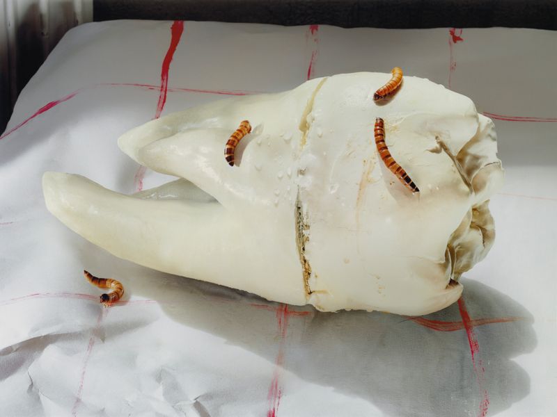 © Sara Faustino - Image from the A Home With No Roof photography project