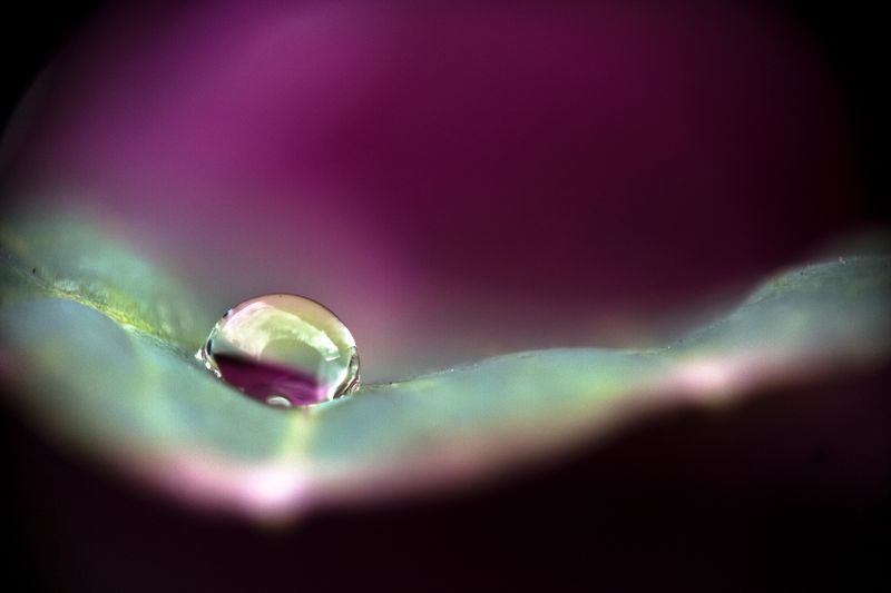 © Aslan Noorghasemi - Image from the Seeing The Nature in Macro photography project