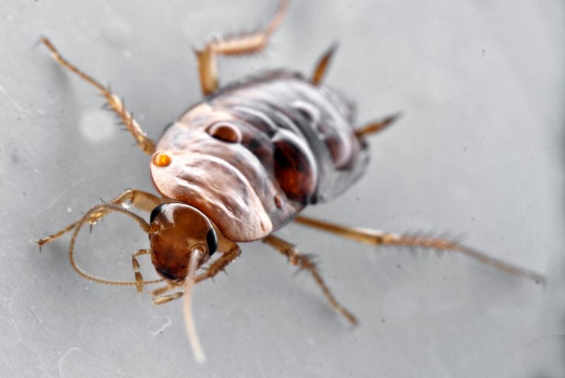 © Aslan Noorghasemi - Image from the Seeing The Nature in Macro photography project