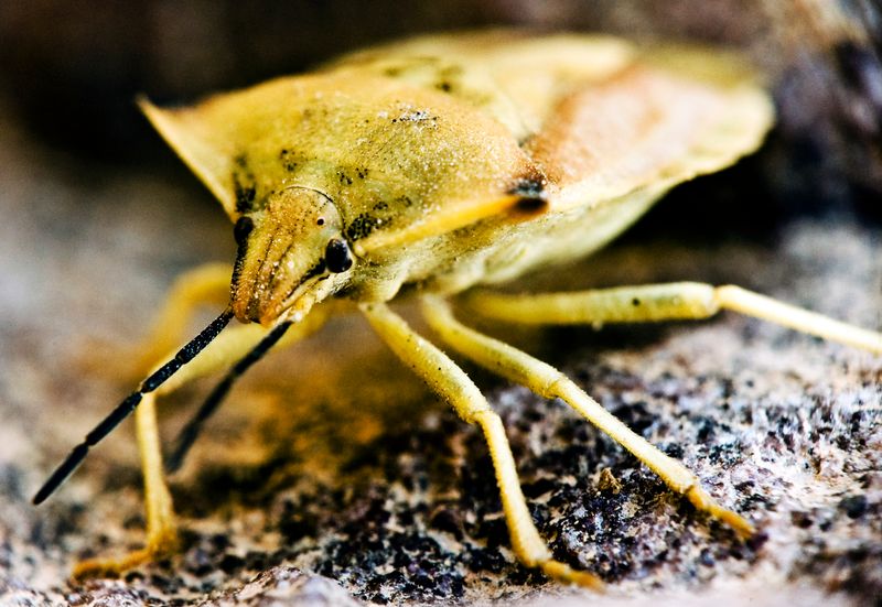 © Aslan Noorghasemi - Image from the Seeing The Nature in Macro photography project