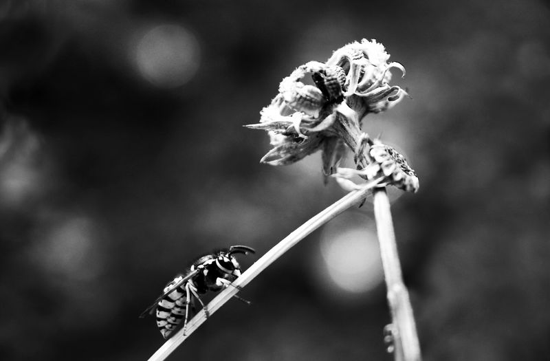 © Aslan Noorghasemi - Image from the Seeing The Nature in Macro photography project