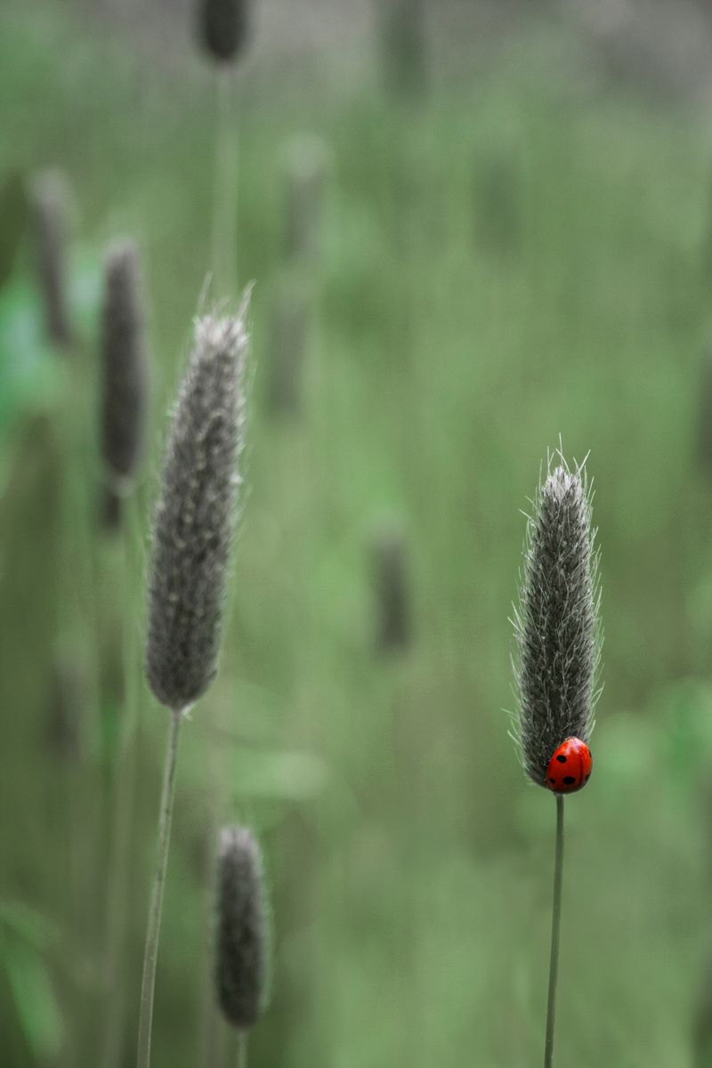 © Aslan Noorghasemi - Image from the Seeing The Nature in Macro photography project