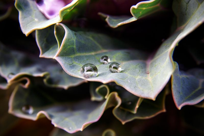 © Aslan Noorghasemi - Image from the Seeing The Nature in Macro photography project