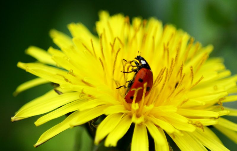 © Aslan Noorghasemi - Image from the Seeing The Nature in Macro photography project