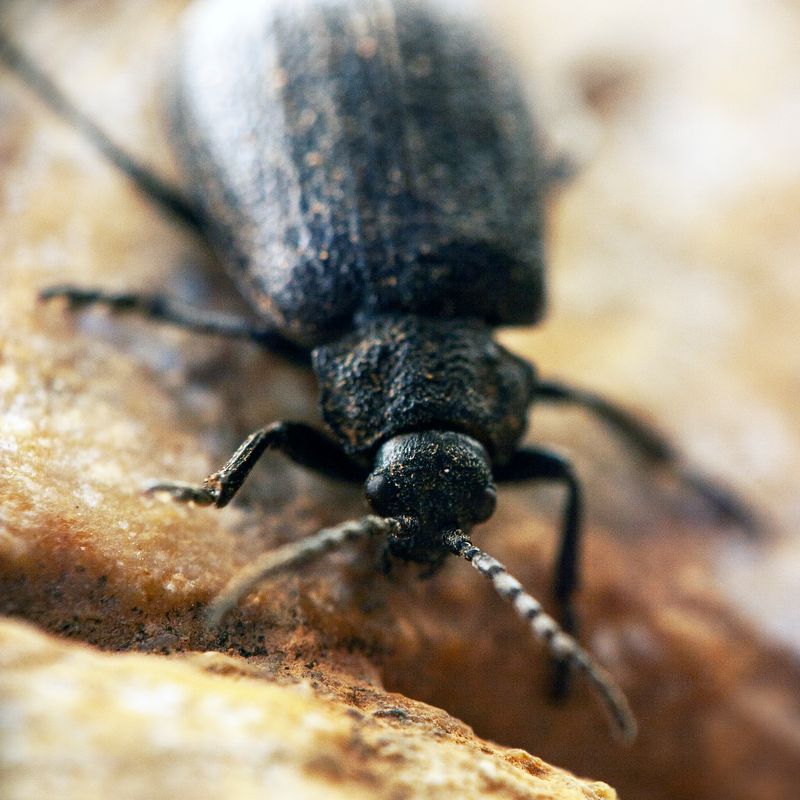 © Aslan Noorghasemi - Image from the Seeing The Nature in Macro photography project