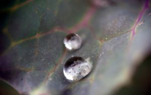 Seeing The Nature in Macro