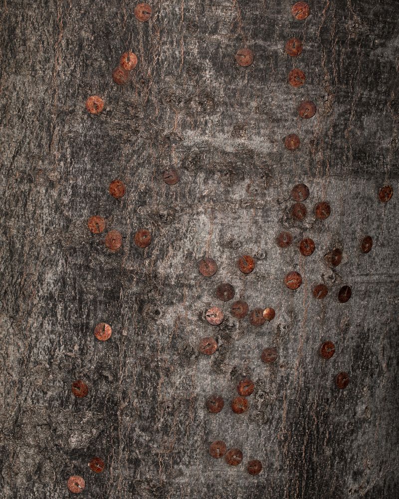 © Ivan Buvinić - Image from the ID_75 photography project