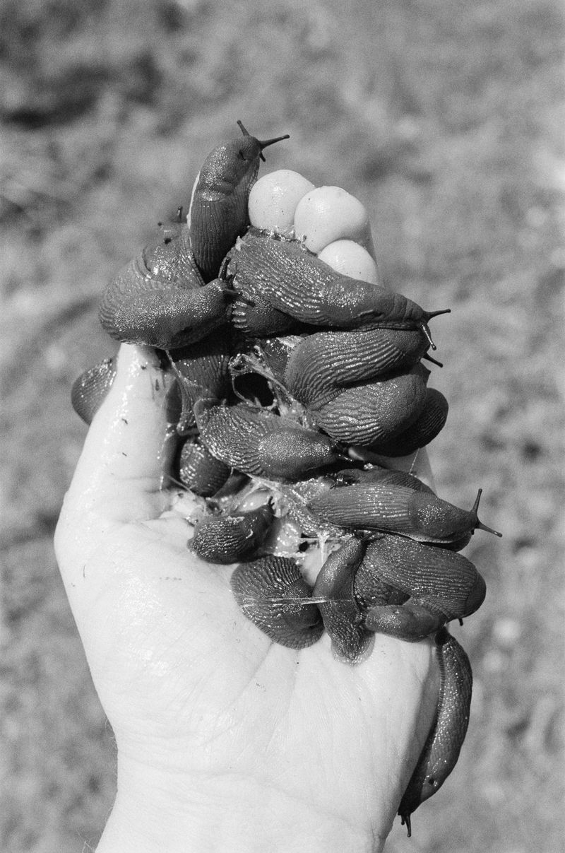 © Giulia Thinnes - slugs on my hand