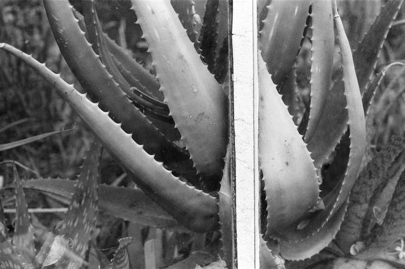 © Giulia Thinnes - aloe vera
