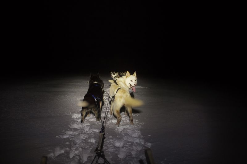 © Axelle de Russé - Tourism activities do not stop during the polar night. Even in the dark, sled dogs know their path. December 2018, 10 am.