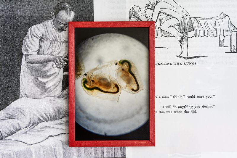 © Rachel Fein-Smolinski - Daphnia Magna— Advantageous Experimental Organisms, 2019