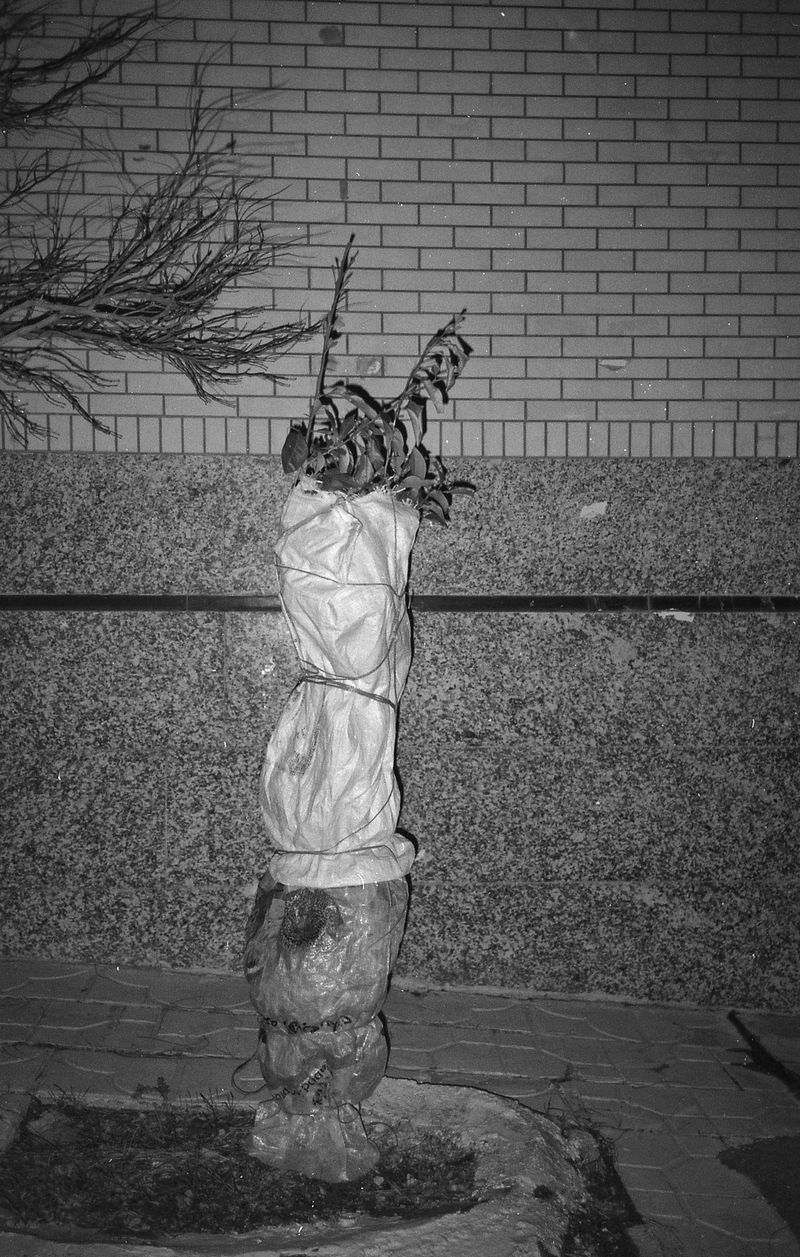 © Ali Shams - Image from the War Within photography project