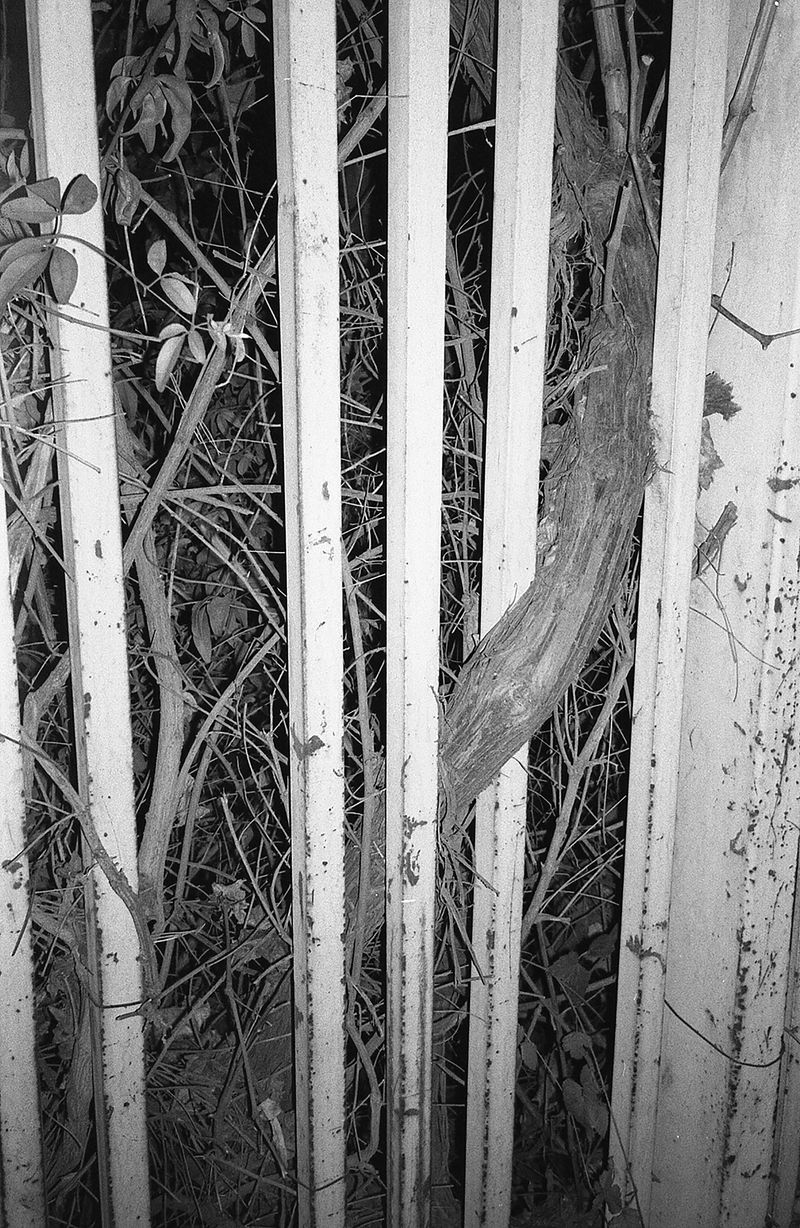 © Ali Shams - Image from the War Within photography project