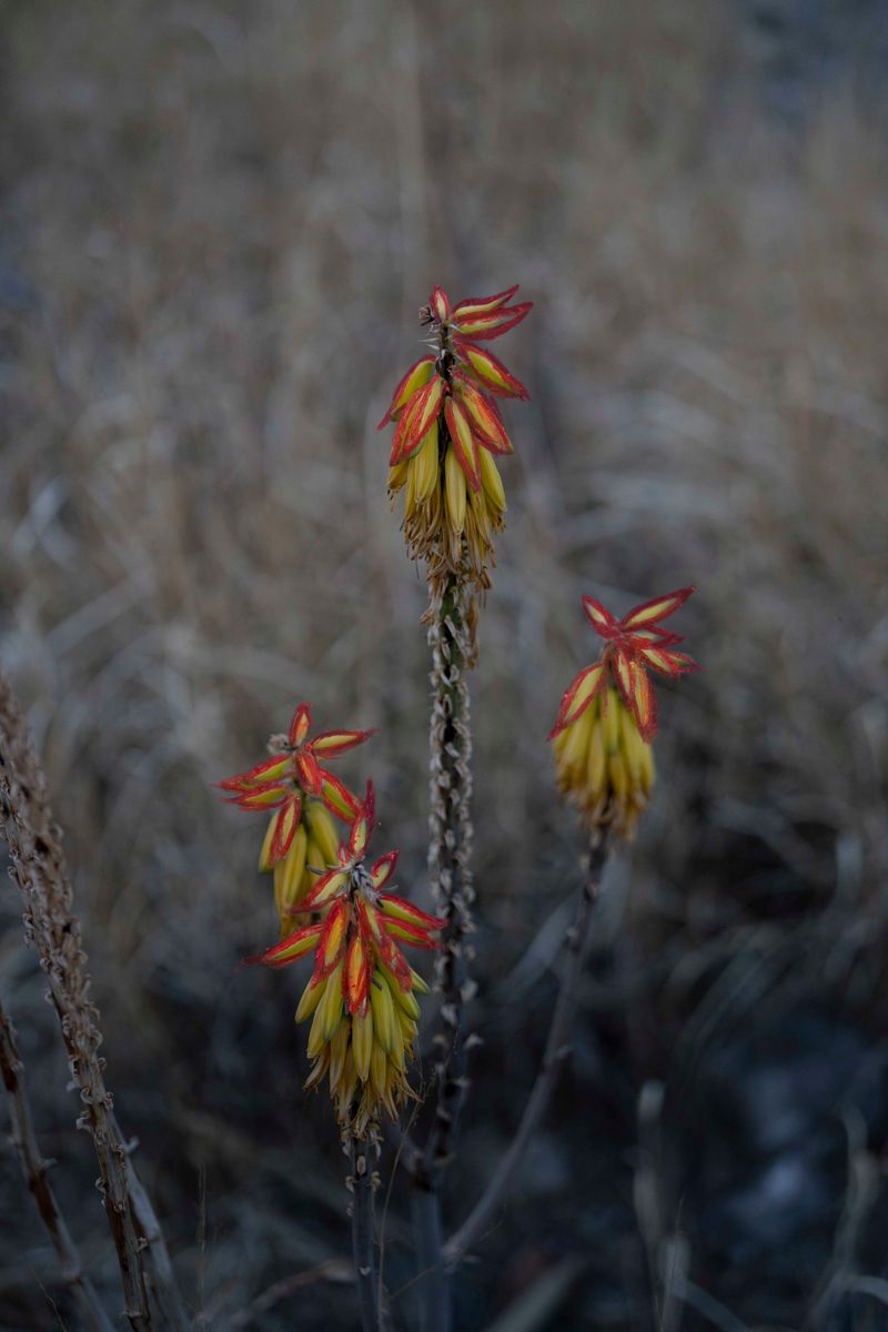 © Blast Delphine - Image from the THE LABYRINTH OF SHADOWS photography project