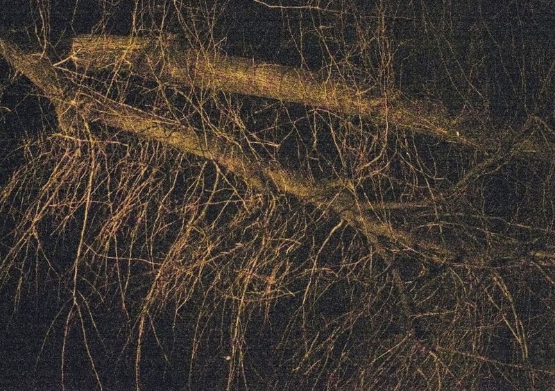 © Gaia Bonanomi - Image from the SOIL TO SOUL photography project